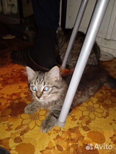 Умные котята