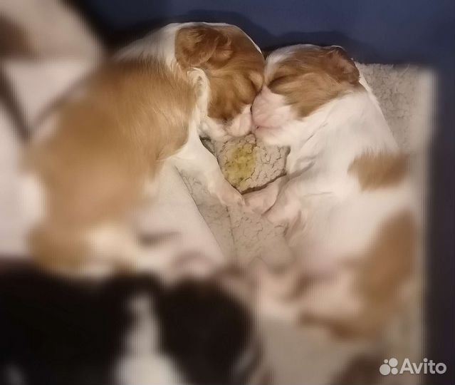 Кавалер Кинг Чарльз Спаниель