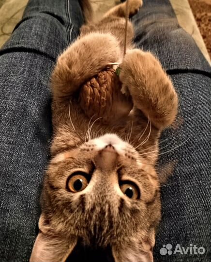 Кошечка Муся