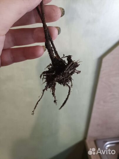 Фикус бенджамина