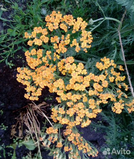 Пижма, тысячелистники