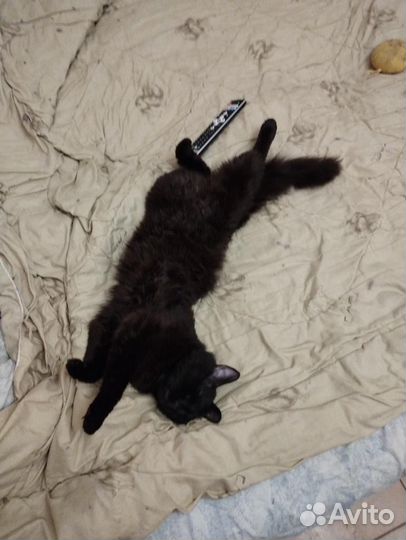 Коты в дар бесплатно