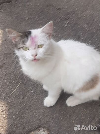 Кошечка в добрые руки