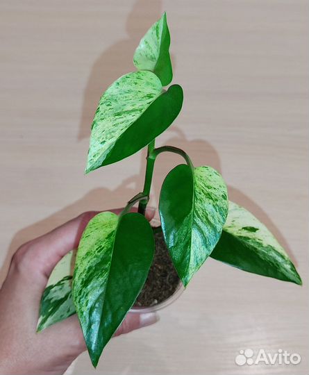 Сциндапсус, Эпипремнумы (2)