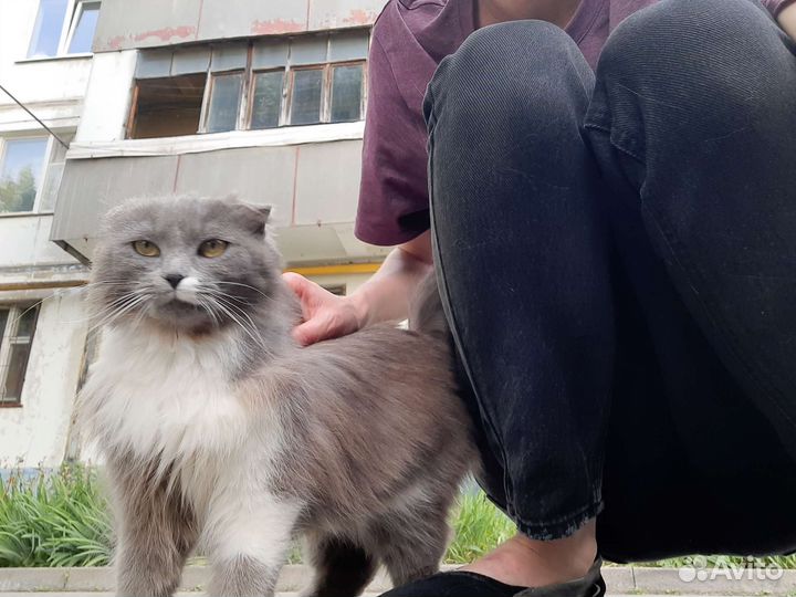 Пушистая вислоушка в добрые руки