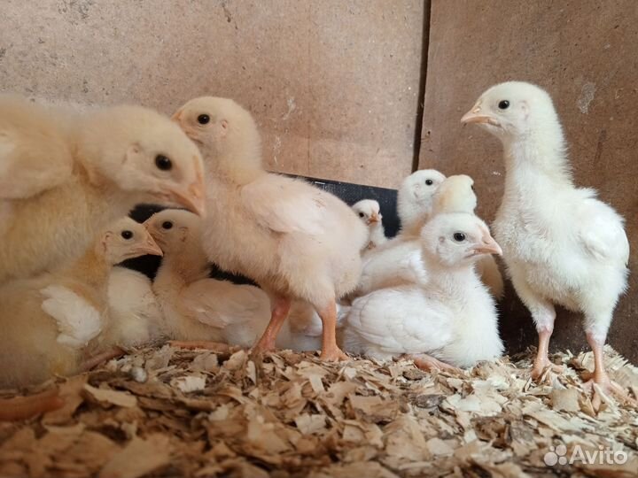 Цыпленок Кобб 700