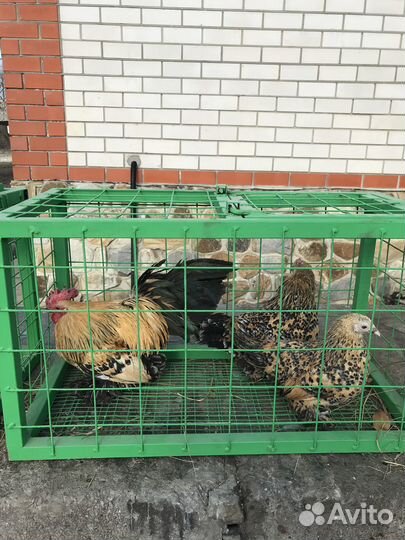 Продам кур породы Мильфлер