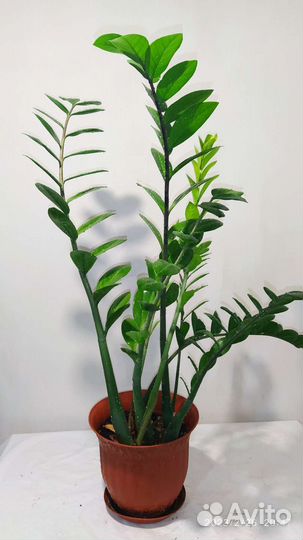 Замиокулькас