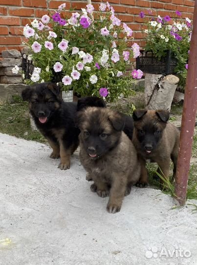 Щенки овчарки
