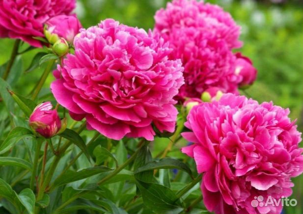 Пионы саженцы