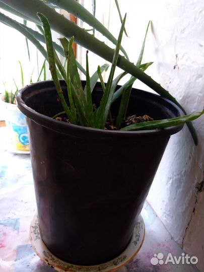 Комнатные цветы