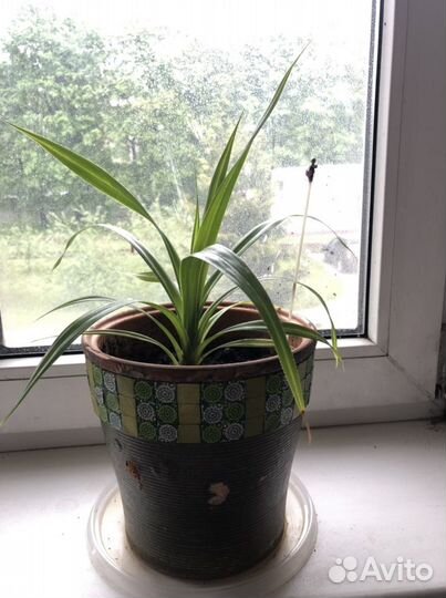 Орхидея, драцена, пальма