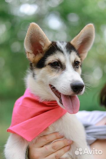 Собака в добрые руки щенок из приюта