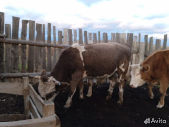 С / х животное