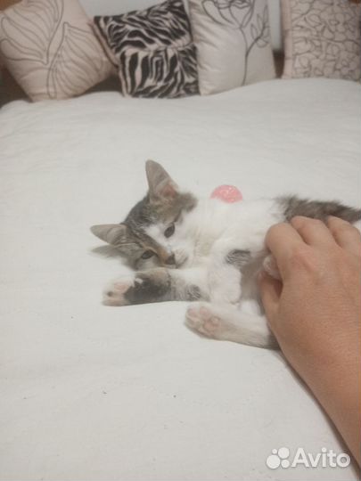 Котенок