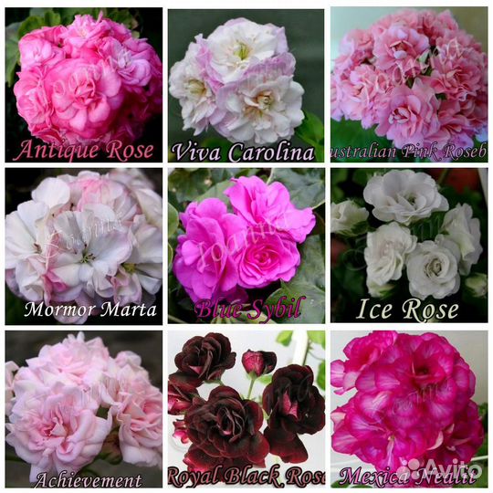 Пеларгонии сортовые (список внутри)