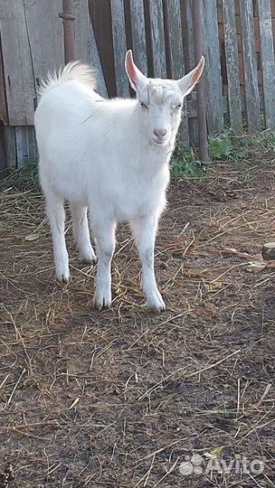 Козел, коза