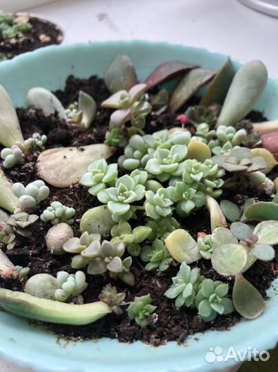 Детки разных суккулентов