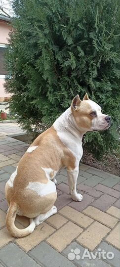 Случка собак