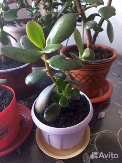 Толстянка Денежное дерево