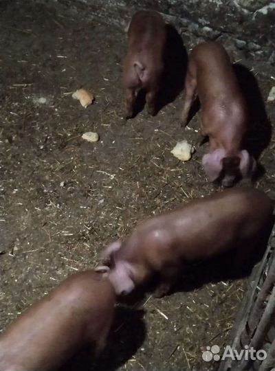 Поросенок дюрок