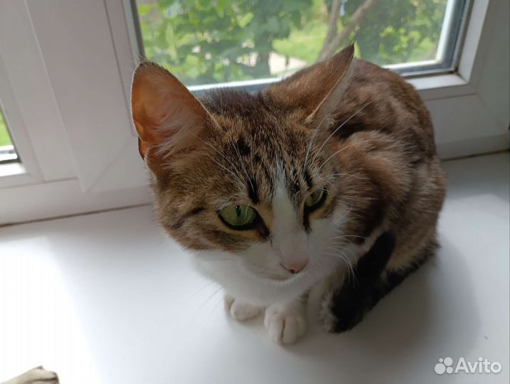 Помесь с британцем