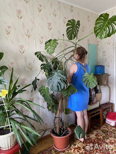 Монстера цветок