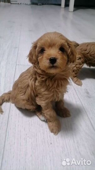 Мальтипу ф1 девочка мини