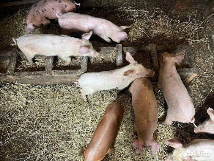 Поросята мясной породы