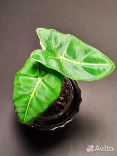 Алоказия мишольца