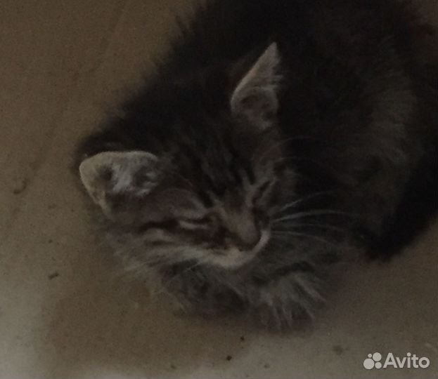 Котёночек - в добрые руки