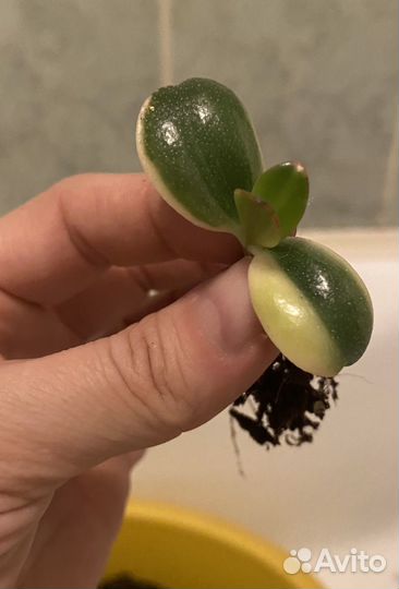 Денежное дерево