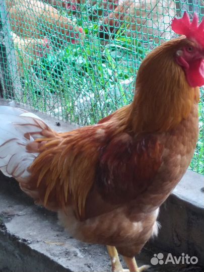 Продам петушка