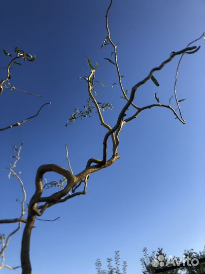 Ива кудрявая