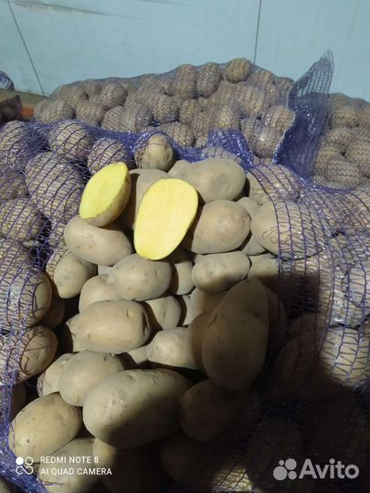 Продаем картофель сорт Гала