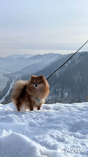 Щенки немецкого шпица