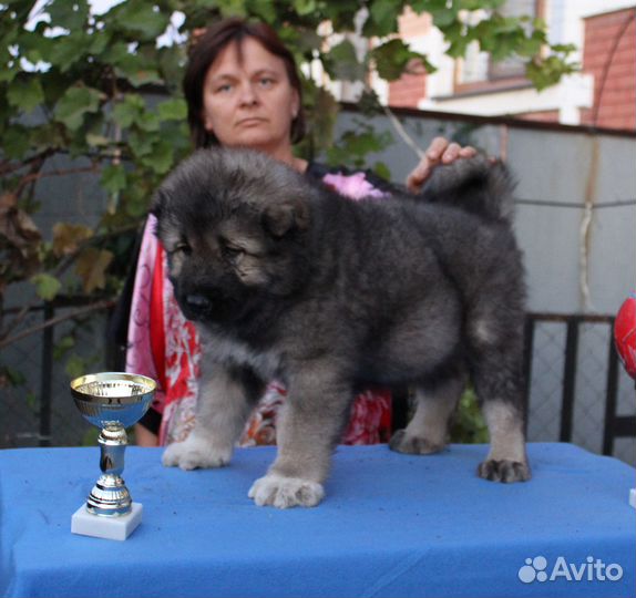 Щенки Кавказской Овчарки