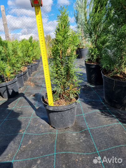 Растения Туя западная Смарагд