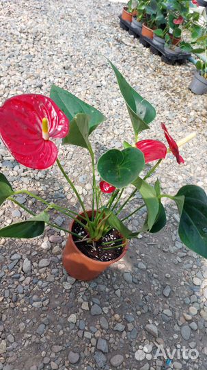 Антуриум мужское счастье