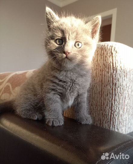 Кошечка светло - серенькая в дар доброму человеку