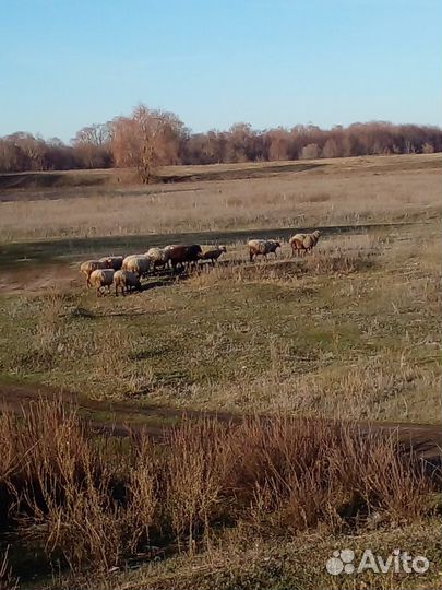 Овцы бараны