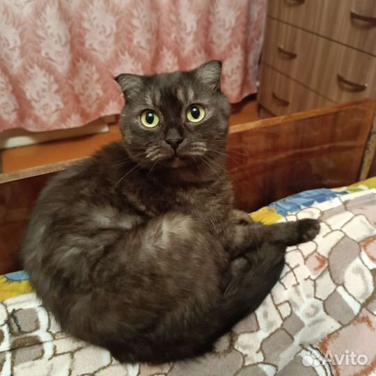 Кот и кошка