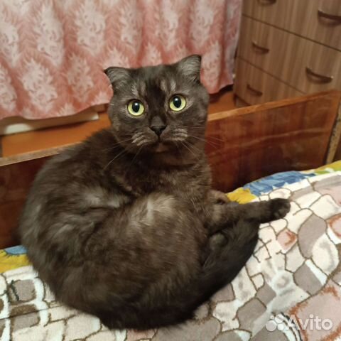 Кот и кошка