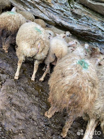 Овцы ягнята