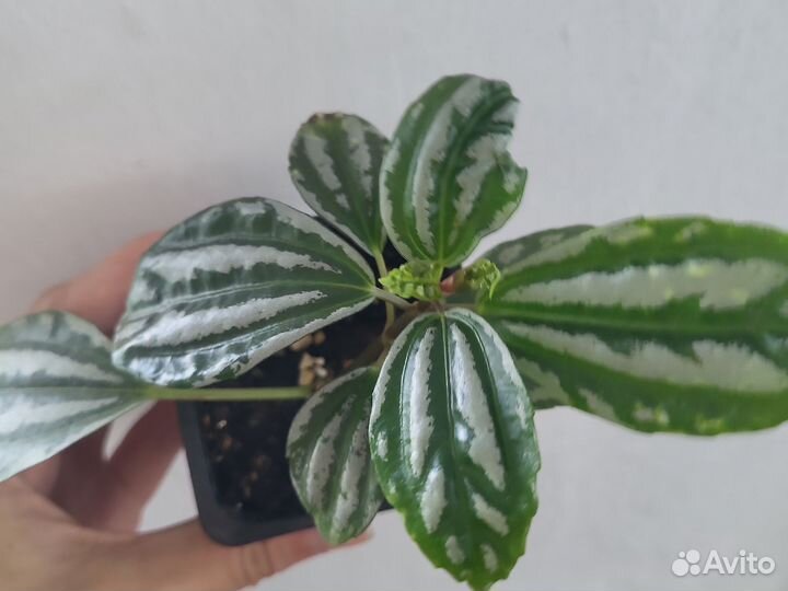 Пилея Кадье или серебристая комнатные растения