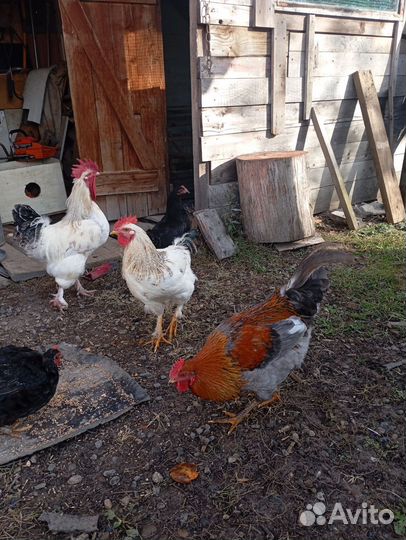 Петух домашний