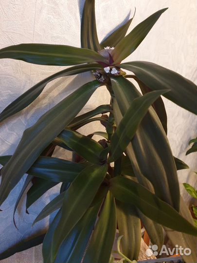 Педилантус, драцена, рео, хавортия, стапелия