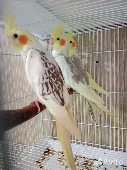 Попугай корелла