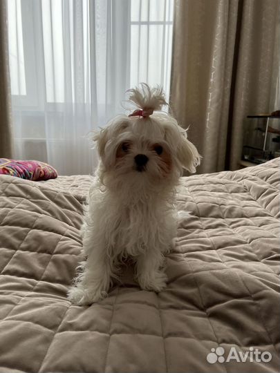 Мальтезе болонка