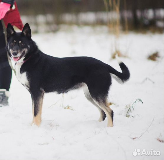 Анитка ищет дом